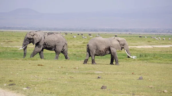 Olifanten Amboseli National Park Kenia Afrika — Stockfoto