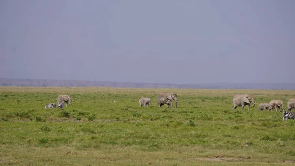 Elefantes Parque Nacional Amboseli Quênia África — Fotografia de Stock