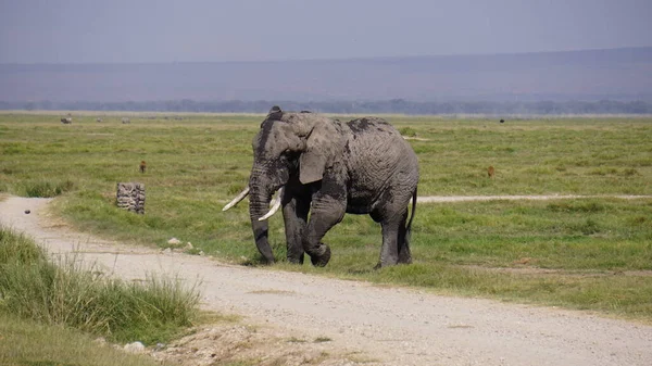 Elefanten Amboseli Nationalpark Kenia Afrika — Stockfoto