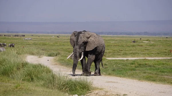 Elefanten Amboseli Nationalpark Kenia Afrika — Stockfoto