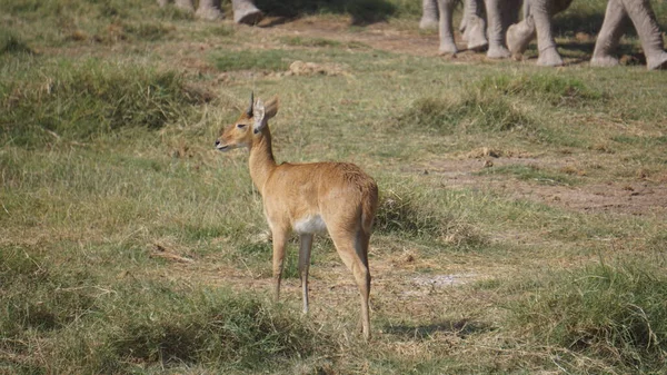 Olifanten Amboseli National Park Kenia Afrika — Stockfoto