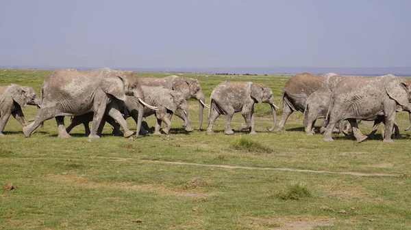 Kenya Afrika Daki Amboseli Ulusal Parkı Ndaki Filler — Stok fotoğraf