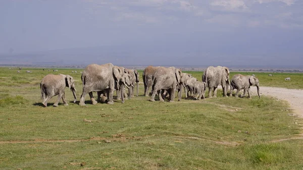 Kenya Afrika Daki Amboseli Ulusal Parkı Ndaki Filler — Stok fotoğraf