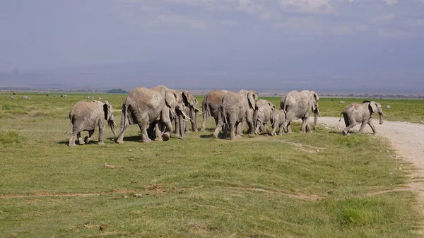 Kenya Afrika Daki Amboseli Ulusal Parkı Ndaki Filler — Stok fotoğraf