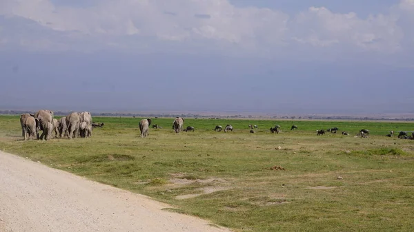 Elefanti Nel Parco Nazionale Amboseli Kenya Africa — Foto Stock