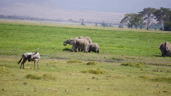 Elefanti Nel Parco Nazionale Amboseli Kenya Africa — Foto Stock