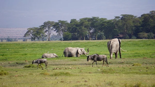 Kenya Afrika Daki Amboseli Ulusal Parkı Ndaki Filler — Stok fotoğraf