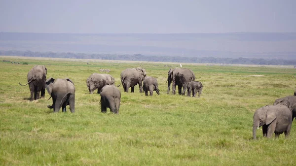 Ελέφαντες Στο Εθνικό Πάρκο Amboseli Στην Κένυα Αφρική — Φωτογραφία Αρχείου