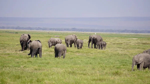 Olifanten Amboseli National Park Kenia Afrika — Stockfoto