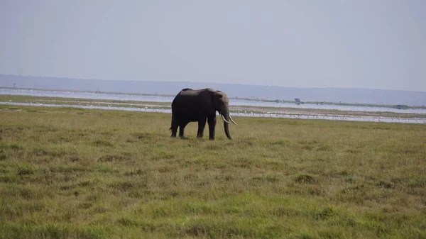 Elefantes Parque Nacional Amboseli Kenia África — Foto de Stock