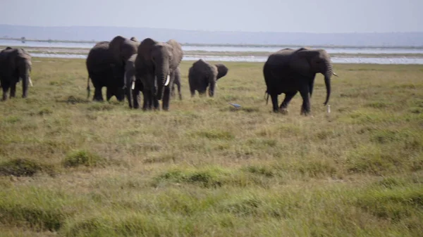 Elefantes Parque Nacional Amboseli Kenia África —  Fotos de Stock