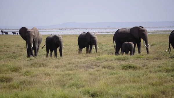 Kenya Afrika Daki Amboseli Ulusal Parkı Ndaki Filler — Stok fotoğraf