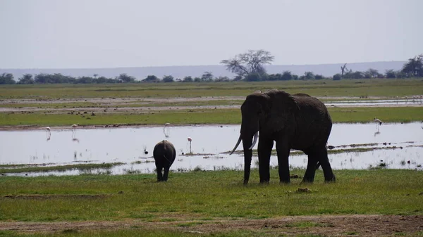 Kenya Afrika Daki Amboseli Ulusal Parkı Ndaki Filler — Stok fotoğraf