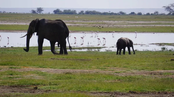 ケニアのAmboseli国立公園の象 アフリカ — ストック写真