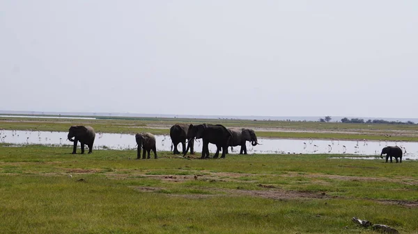 Ελέφαντες Στο Εθνικό Πάρκο Amboseli Στην Κένυα Αφρική — Φωτογραφία Αρχείου