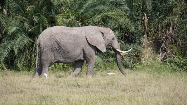 Elefantes Parque Nacional Amboseli Kenia África — Foto de Stock