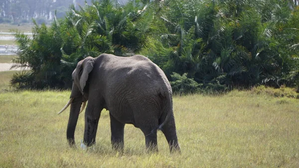 Éléphants Dans Parc National Amboseli Kenya Afrique — Photo