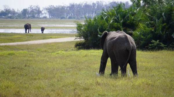 Kenya Afrika Daki Amboseli Ulusal Parkı Ndaki Filler — Stok fotoğraf