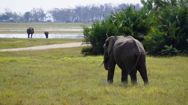 Kenya Afrika Daki Amboseli Ulusal Parkı Ndaki Filler — Stok fotoğraf