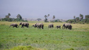 Kenya, Afrika 'daki Amboseli Ulusal Parkı' ndaki filler