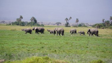 Kenya, Afrika 'daki Amboseli Ulusal Parkı' ndaki filler
