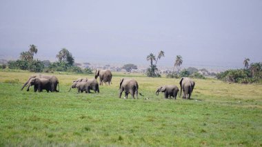 Kenya, Afrika 'daki Amboseli Ulusal Parkı' ndaki filler