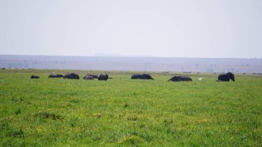 Kenya, Afrika 'daki Amboseli Ulusal Parkı' ndaki filler