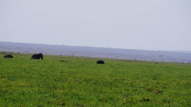 Kenya, Afrika 'daki Amboseli Ulusal Parkı' ndaki filler