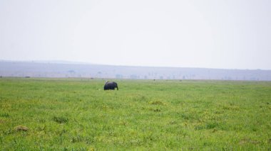 Kenya, Afrika 'daki Amboseli Ulusal Parkı' ndaki filler