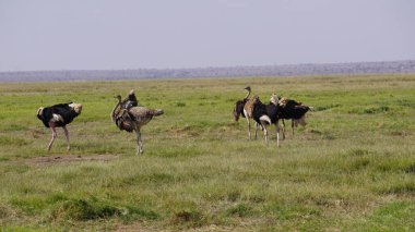 Kenya, Afrika 'daki Amboseli milli parkında devekuşları