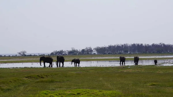 Elefantes Parque Nacional Amboseli Kenia África —  Fotos de Stock