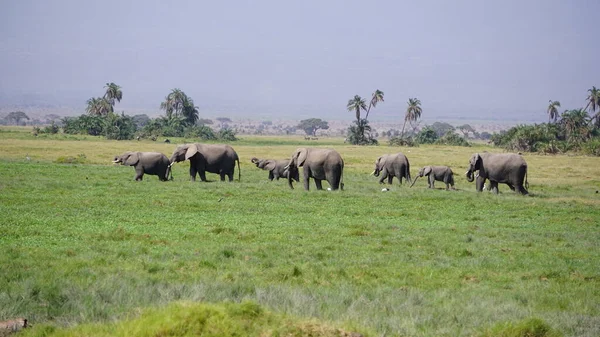 Kenya Afrika Daki Amboseli Ulusal Parkı Ndaki Filler — Stok fotoğraf