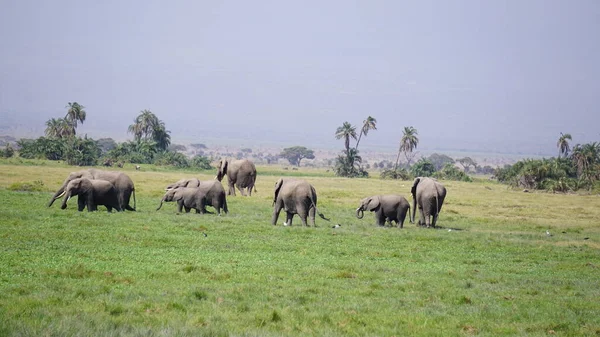 Слоны Национальном Парке Амбосели Кении Африка — стоковое фото