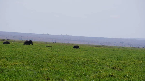 Elefantes Parque Nacional Amboseli Quênia África — Fotografia de Stock