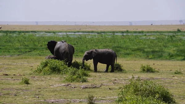 Elefantes Parque Nacional Amboseli Kenia África —  Fotos de Stock