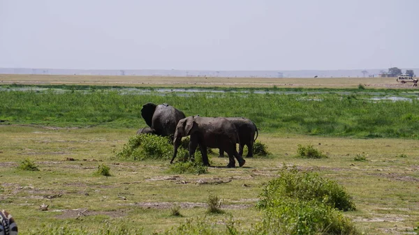 Elefantes Parque Nacional Amboseli Kenia África — Foto de Stock