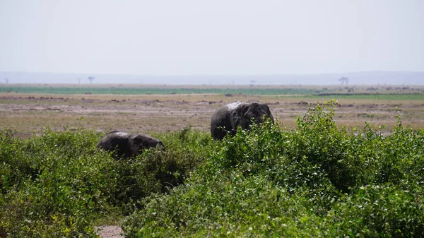 Elefantes Parque Nacional Amboseli Kenia África — Foto de Stock