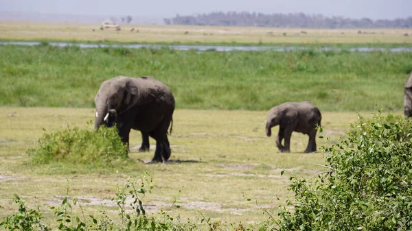 Elefanten Amboseli Nationalpark Kenia Afrika — Stockfoto