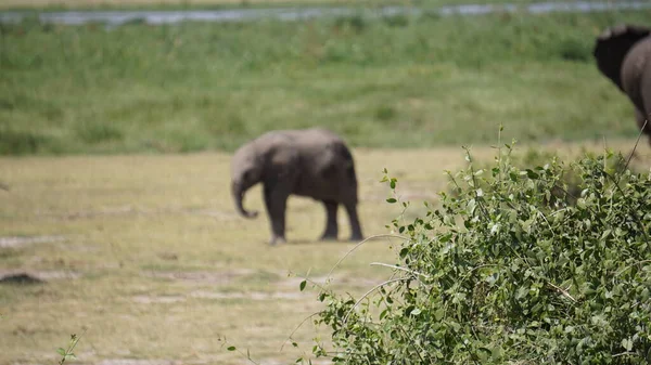 Elefantes Parque Nacional Amboseli Quênia África — Fotografia de Stock