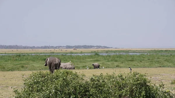 Olifanten Amboseli National Park Kenia Afrika — Stockfoto