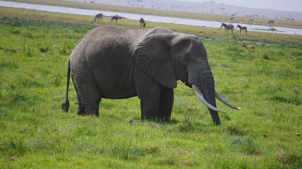 Elefanten Amboseli Nationalpark Kenia Afrika — Stockfoto