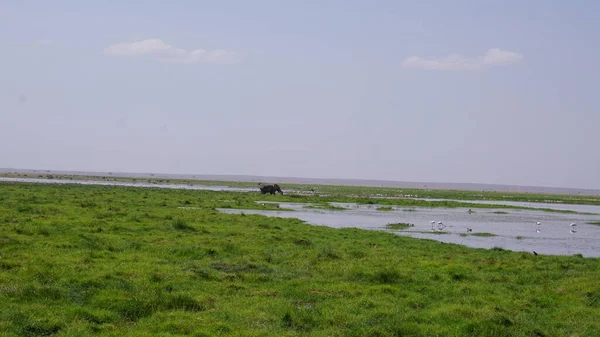 Elephants Amboseli National Park Kenya Africa — Stock Photo, Image