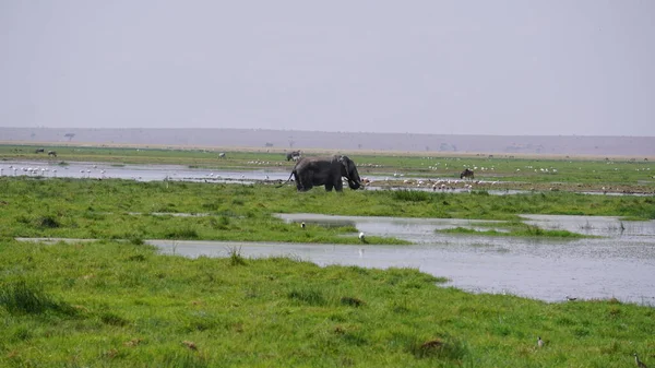 Elefanten Amboseli Nationalpark Kenia Afrika — Stockfoto