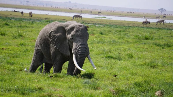 Elefanten Amboseli Nationalpark Kenia Afrika — Stockfoto