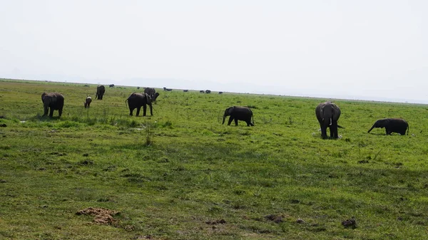 아프리카 암보셀 공원에 코끼리들 — 스톡 사진