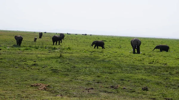 Sloni Národním Parku Amboseli Keni Afrika — Stock fotografie