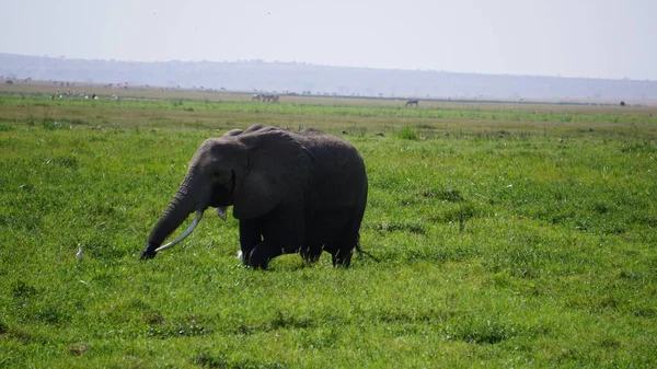 非洲肯尼亚安博塞利国家公园的大象 — 图库照片