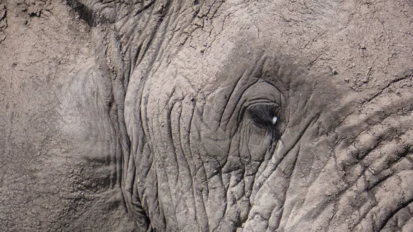 Éléphants Dans Parc National Amboseli Kenya Afrique — Photo