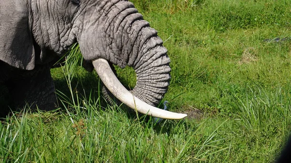 Elefantes Parque Nacional Amboseli Kenia África — Foto de Stock