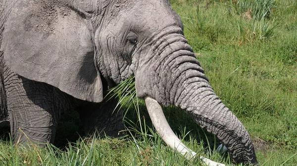 Elefantes Parque Nacional Amboseli Kenia África — Foto de Stock